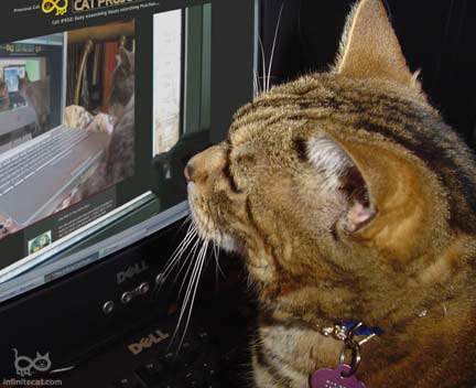Tigger the cat