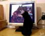 Filemon the cat